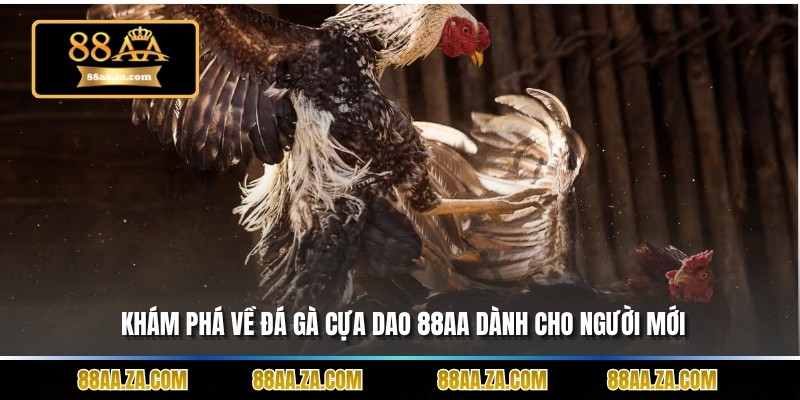 Khám phá về đá gà cựa dao 88aa dành cho người mới